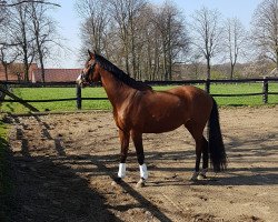 dressage horse Viserius (Deutsches Reitpony, 2016, from Top Vidal)