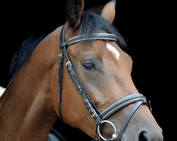 Pferd Antares (Deutsches Sportpferd, 2009, von Antaeus)