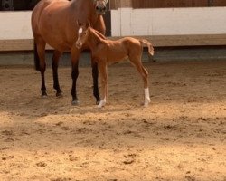 dressage horse D`Olympea von Preussen (Hanoverian, 2020, from D'Olympus)