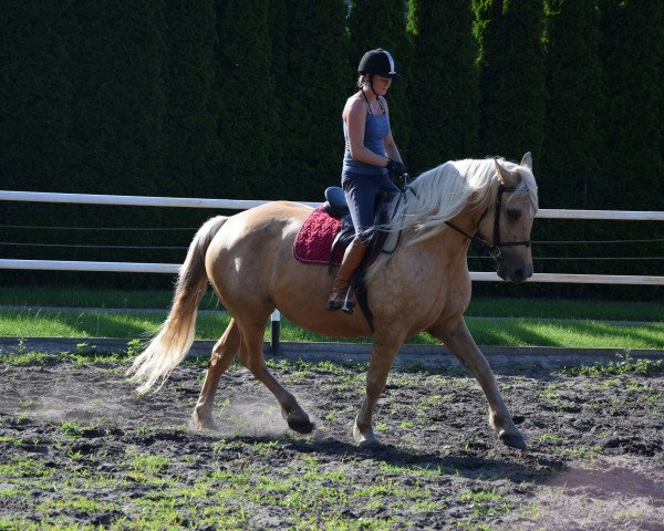 Pferd Paka (Polnisches Kaltblut, 2016)