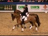 dressage horse Dream 40 (Mecklenburg, 2006, from Dream of Heidelberg II)