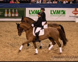 dressage horse Dream 40 (Mecklenburg, 2006, from Dream of Heidelberg II)