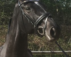 dressage horse Dynell (Westphalian, 2012, from Destano)