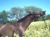 dressage horse Willusch (Mecklenburg, 1998, from Welt Hit I O)