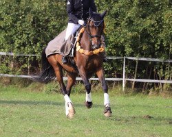 dressage horse Sinfonie 191 (Hanoverian, 2007, from Sir Donnerhall I)