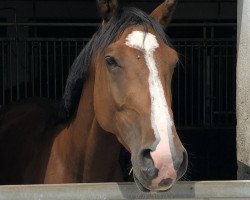 Dressurpferd Lissy La Bonne (Rheinländer, 2016, von Lissaro)