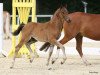 stallion Weidners Dark Knight (German Riding Pony, 2020, from Designed in Black AT)