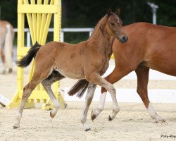 stallion Weidners Dark Knight (German Riding Pony, 2020, from Designed in Black AT)