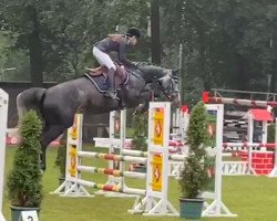 jumper Donna Delavega (Hanoverian, 2015, from Diacontinus)