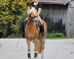 Zuchtstute La Bonita (Haflinger, 2016, von Akarino D)