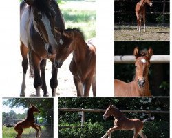 dressage horse Valerianus Deluxe (Westphalian, 2020, from Vaderland OLD)