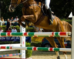 jumper Da Vinci 253 (KWPN (Royal Dutch Sporthorse), 2008, from Indoctro)