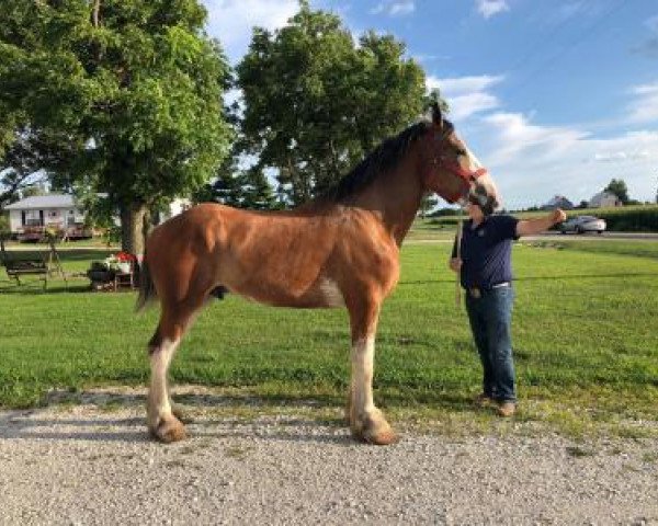 horse Riverside M.M. Bodacious Bones (Clydesdale, 2016, from May's Marquis of Iron Horse (E.T.))