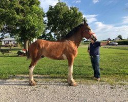 horse Riverside M.M. Bodacious Bones (Clydesdale, 2016, from May's Marquis of Iron Horse (E.T.))