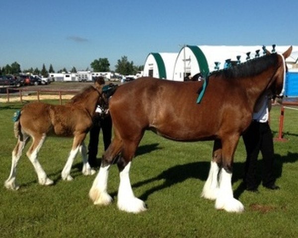 broodmare Riverside Michelle (Clydesdale, 2007, from Willow Way Dawson)