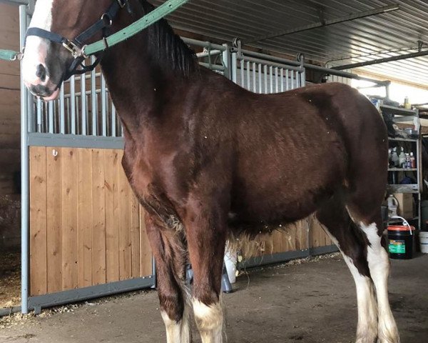 horse Riverside Miss Mckenzie (Clydesdale, 2018, from Boulder Bluff PH Ben)