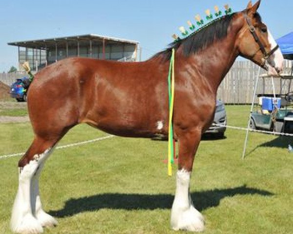 Zuchtstute Riverside Lady Selena (Clydesdale, 2012, von Riverside Sir Crown Royal)