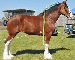 Zuchtstute Riverside Lady Selena (Clydesdale, 2012, von Riverside Sir Crown Royal)