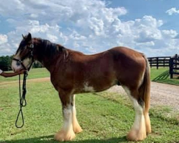 horse Durham Magic Snowman (Clydesdale, 2018, from Freedom Royal Majestic)