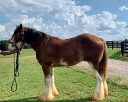 horse Durham Magic Snowman (Clydesdale, 2018, from Freedom Royal Majestic)