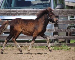 Pferd Coco Chanel Islands KK (Dt.Part-bred Shetland Pony, 2020, von Racker)