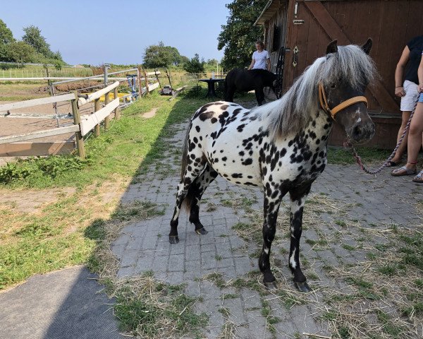 broodmare Caprice Islands KK (Dt.Part-bred Shetland pony, 2018, from Racker)