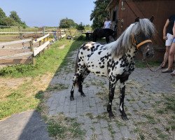 Zuchtstute Caprice Islands KK (Dt.Part-bred Shetland Pony, 2018, von Racker)