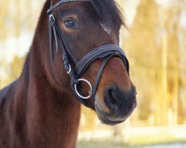 dressage horse Crazy Charly 4 (German Riding Pony, 2013, from Cassini)