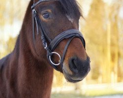 Dressurpferd Crazy Charly 4 (Deutsches Reitpony, 2013, von Cassini)