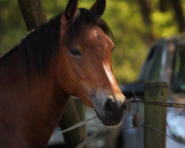 Zuchtstute Bria S (Deutsches Reitpony, 2015, von Top Berlin)