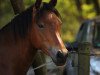 broodmare Bria S (German Riding Pony, 2015, from Top Berlin)