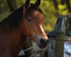 broodmare Bria S (German Riding Pony, 2015, from Top Berlin)