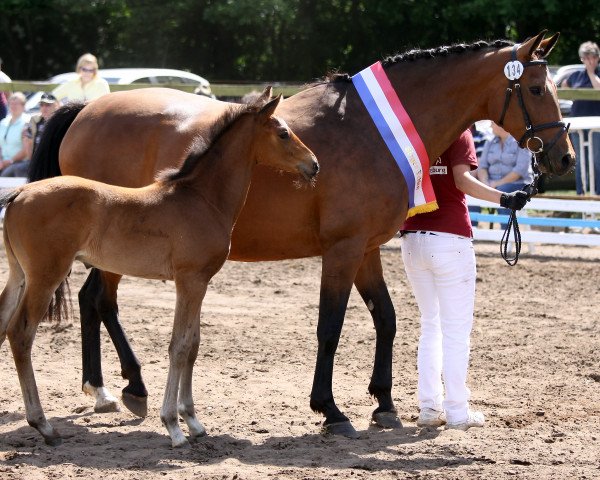 broodmare Uma Lotta N (Holsteiner, 2004, from Cash and Carry)