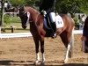 dressage horse Milky Way 83 (Pony without race description, 2005)