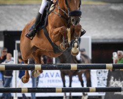 jumper Chaccota de Rosere (Swiss Warmblood, 2010, from Chacco-Blue)