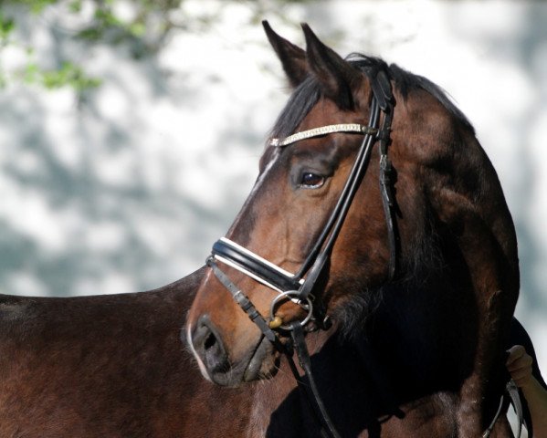 Zuchtstute Sydney (Zweibrücker, 2006, von Sancisco)