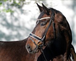 broodmare Sydney (Zweibrücken, 2006, from Sancisco)