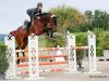 Springpferd Cappucino v. Wichenstein (Schweizer Warmblut, 2012, von Conway II)