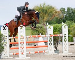 Springpferd Cappucino v. Wichenstein (Schweizer Warmblut, 2012, von Conway II)