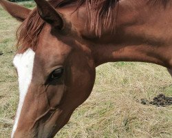 broodmare Florina (Oldenburg, 2018, from Fuechtels Floriscount OLD)