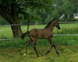 dressage horse Castiel SL (Oldenburg, 2020, from Cadeau Noir)