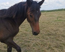 Pferd Waldweihe (Oldenburger, 2019, von Maracana)