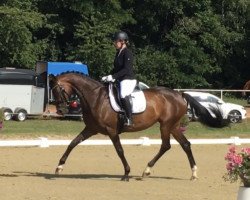 dressage horse Daily Pleasure 34 (Hanoverian, 2014, from Don Index)