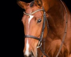 dressage horse Abbey Jo (Westphalian, 2010, from Arpeggio)