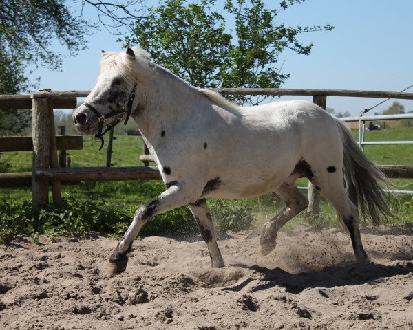 stallion Racker (Dt.Part-bred Shetland pony, 2007, from Regent)