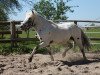 Deckhengst Racker (Dt.Part-bred Shetland Pony, 2007, von Regent)