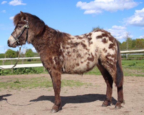 Pferd Avery Islands KK (Dt.Part-bred Shetland Pony, 2019, von Racker)