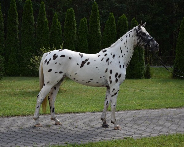 horse Korsyka (Polish Warmblood, 2016)