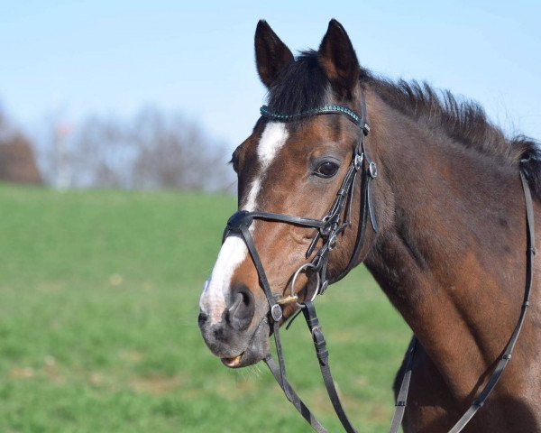 broodmare Navia xx (Thoroughbred, 1989, from Days at Sea xx)