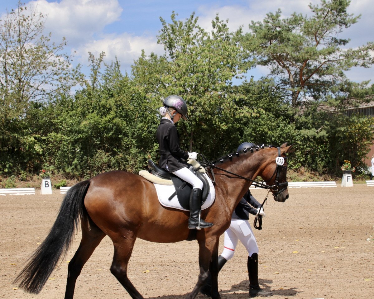 dressage horse Nova Nessina (German Riding Pony, 2009, from Noir de Luxe)